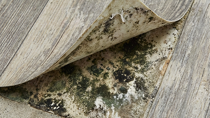 Плесень и грибок